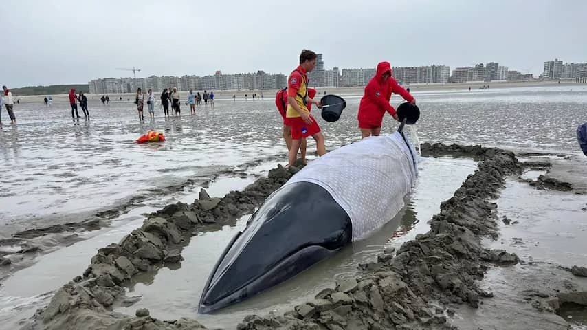 Washed -up dwarf fin fish of 6 meters seems saved after special operation in Belgium