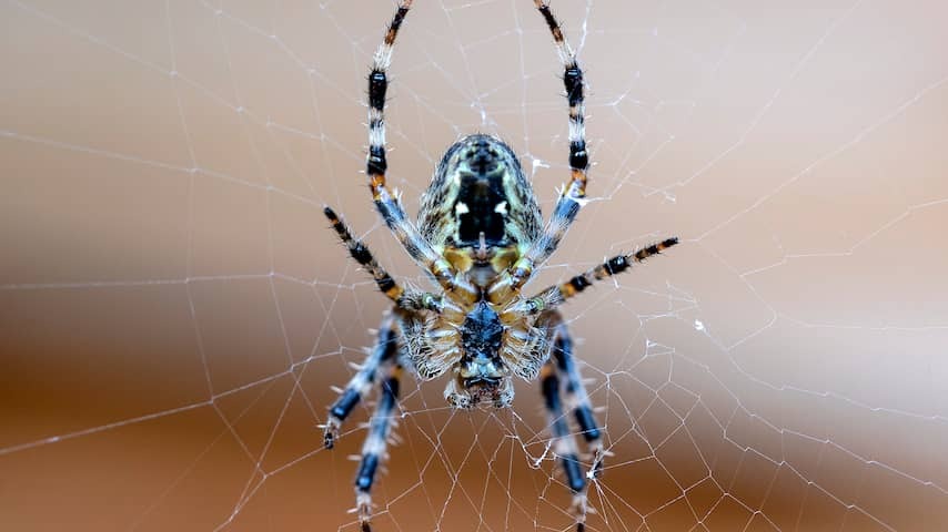 Spider