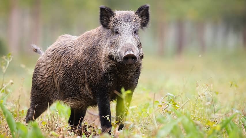 Noord-Brabant thinks about allowing now 'illegal' wild boar