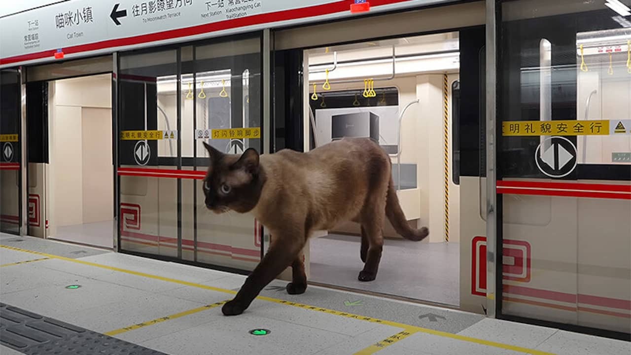 Image from video: Chinese YouTuber makes miniature city for his cats