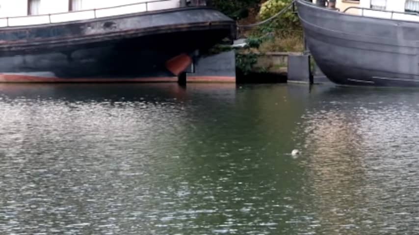 Lost seal spotted in Utrecht's canal: 'Enjoy it remotely'