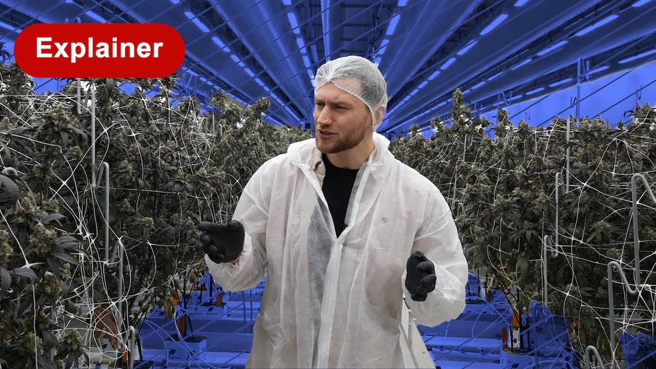 Image from video: End of illegal weed: 'Government can invade any moment'