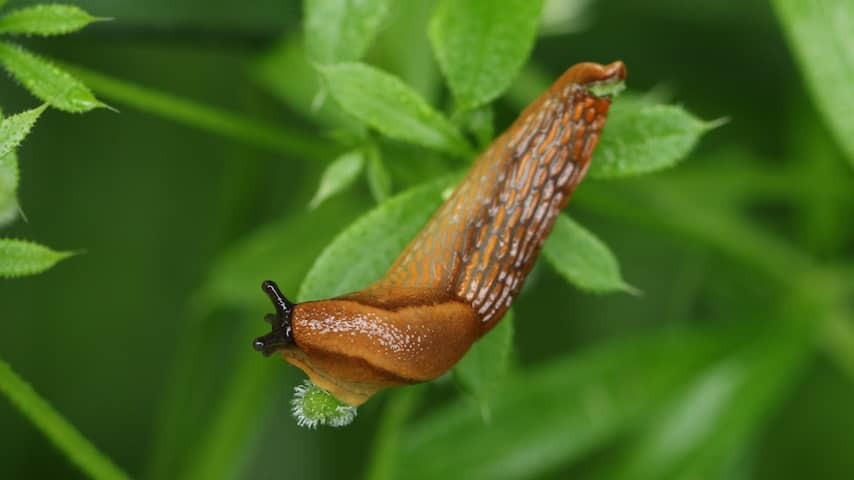 Nocturnal 'Belletje Leller' With German apartments appears to be nude snail