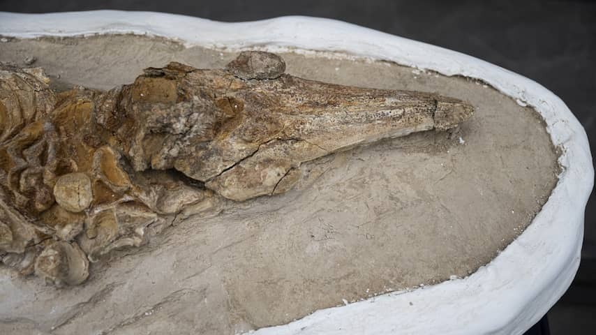 Porpoise fossil of more than eight million years old in Peruvian desert