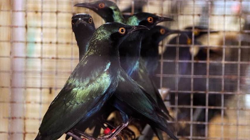 498 Birds of illegally confiscated, Brabander (20) arrested