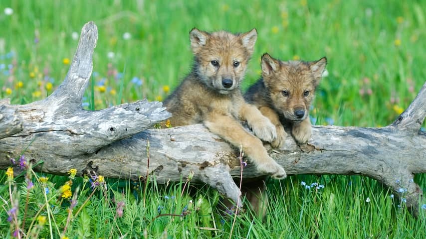 The Netherlands now has thirteen wolf territors: two areas in Drenthe
