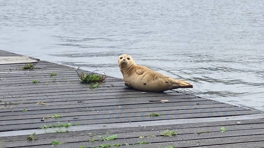Seal spotted in Amsterdam, unclear whether it is the same as in Utrecht