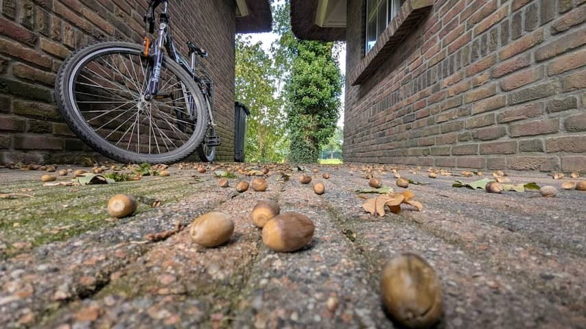 Good news for nature: acorns and beech nuts fall rather than normal