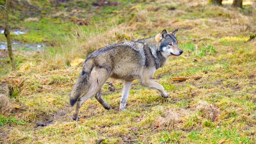 Council of State critically about plans to shoot wolves faster