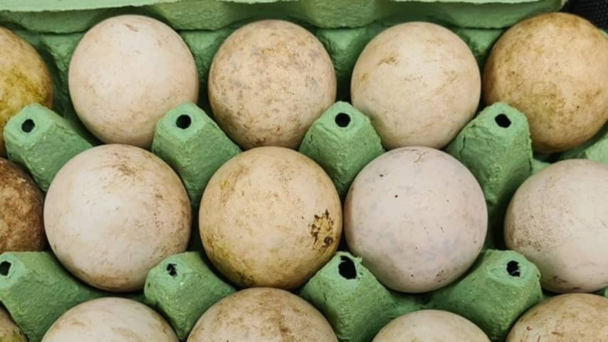 Eggs of parrot cakes at Schiphol intercepted and hatched in Blijdorp