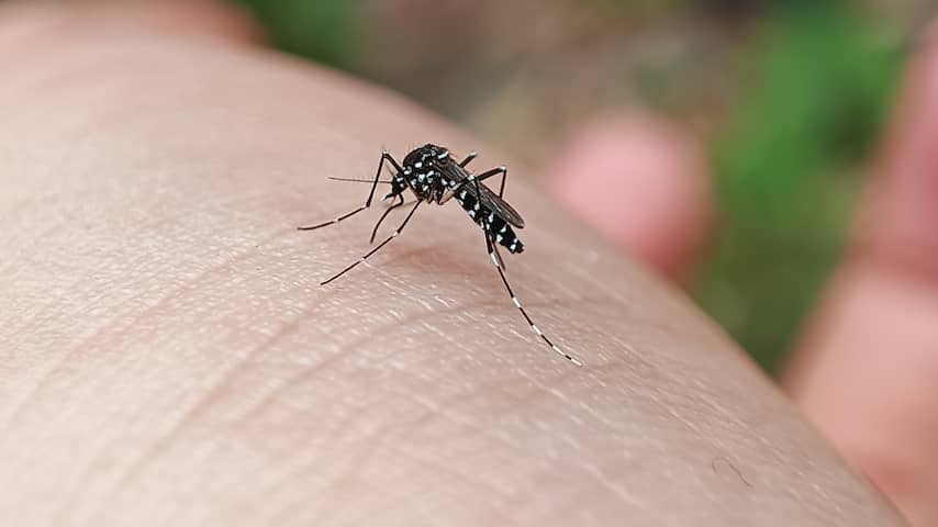 The government no longer has to do to keep tiger mosquito from our country