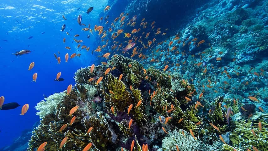 Treaty for ocean protection is going in January, the Netherlands is not yet on board