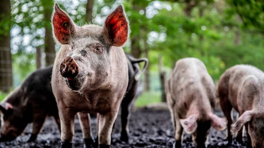 China comes with substantial import levy on European pork that also hits the Netherlands