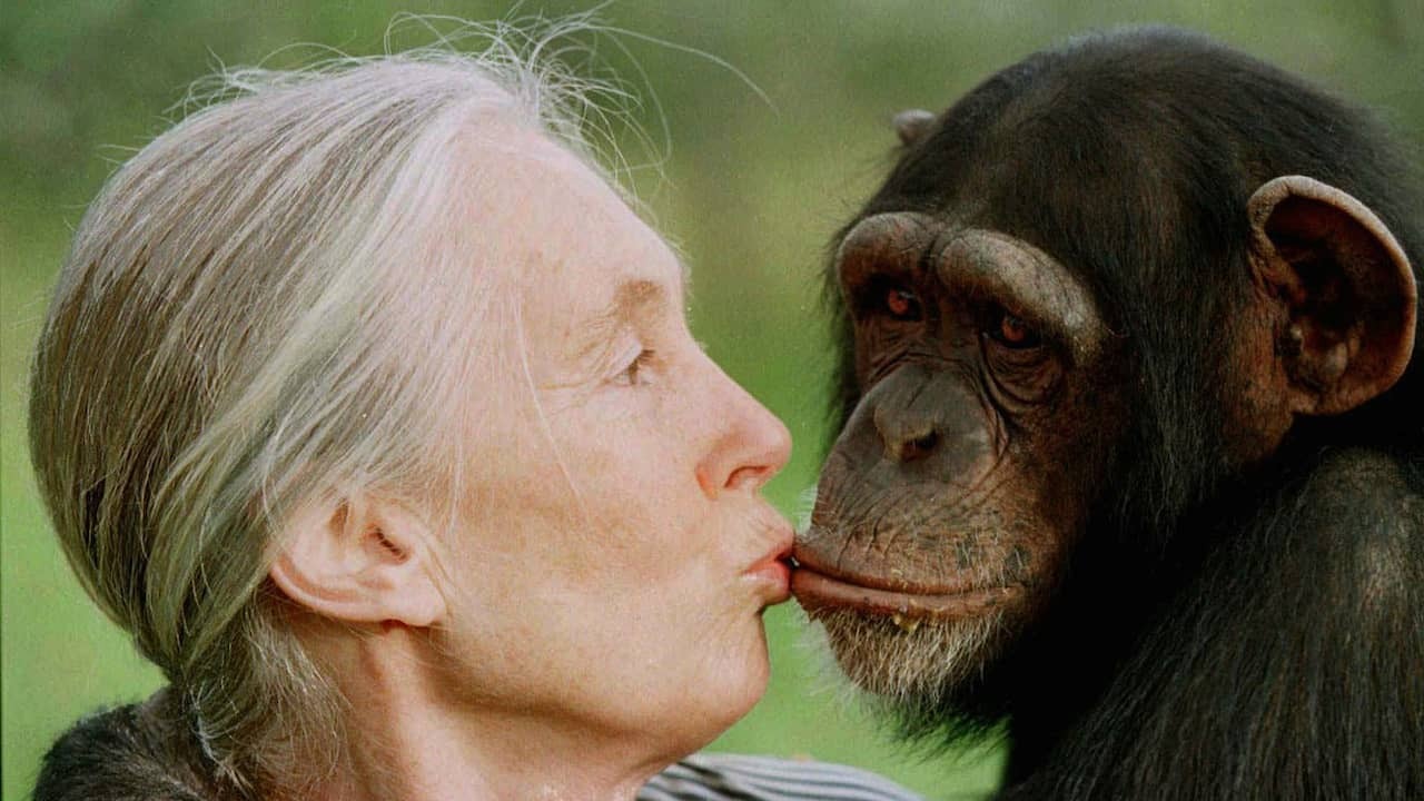 Image from video: Chimpanzee expert Jane Goodall passed away: View images from her life