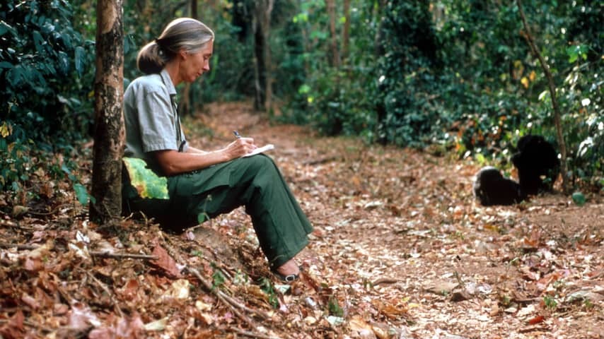 Inexhaustible Goodall let the world really become acquainted with chimpanzees