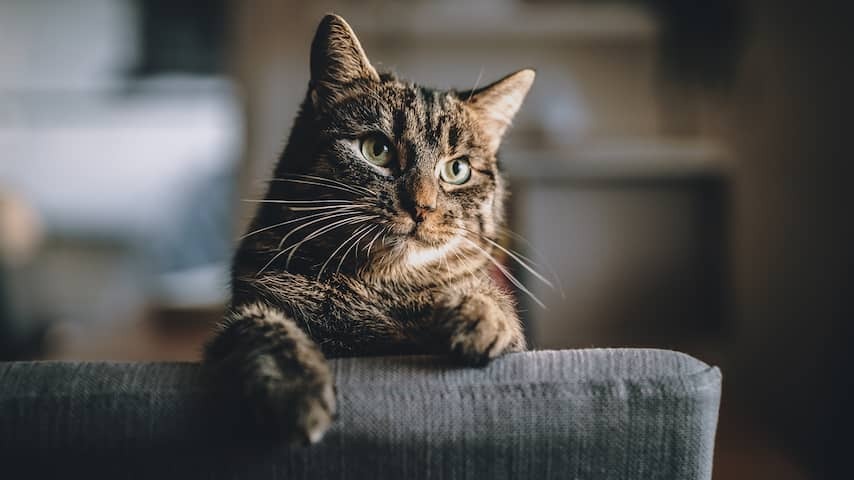 Pets are sweet and fun, but are you suitable for it?
