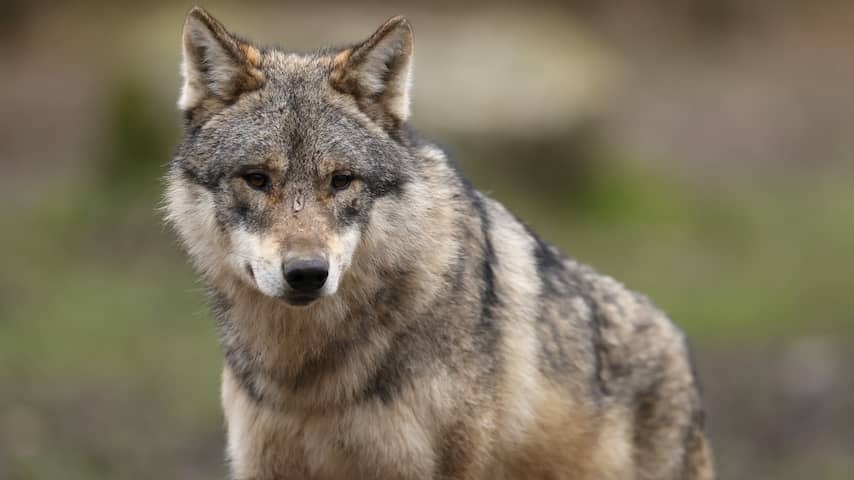 Gelderland is not allowed to kill Wolf who attacked cattle several times