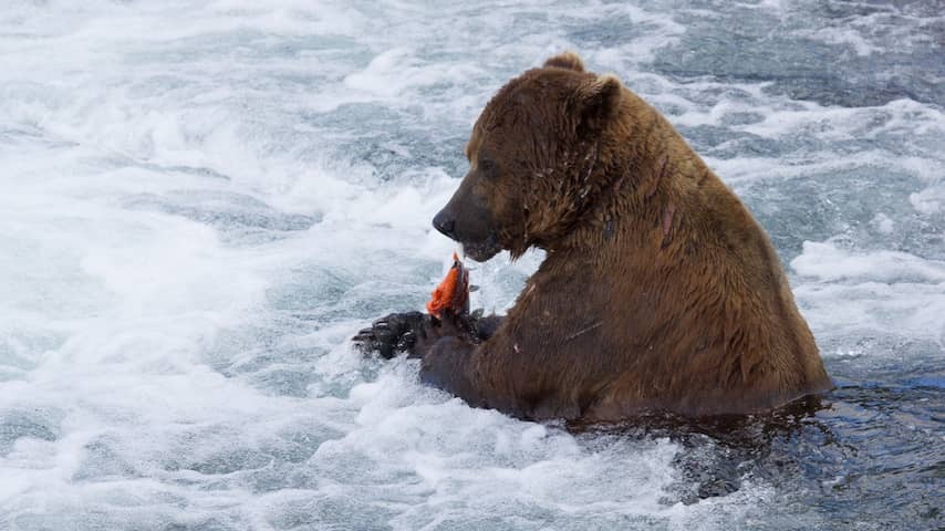 Sturdy bear with broken jaw falls in prices for preparation for winter sleep