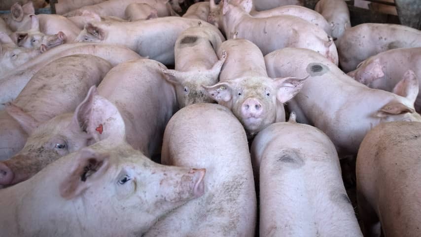 Hundreds of dead pigs found in Limburg stable, cause of death unclear